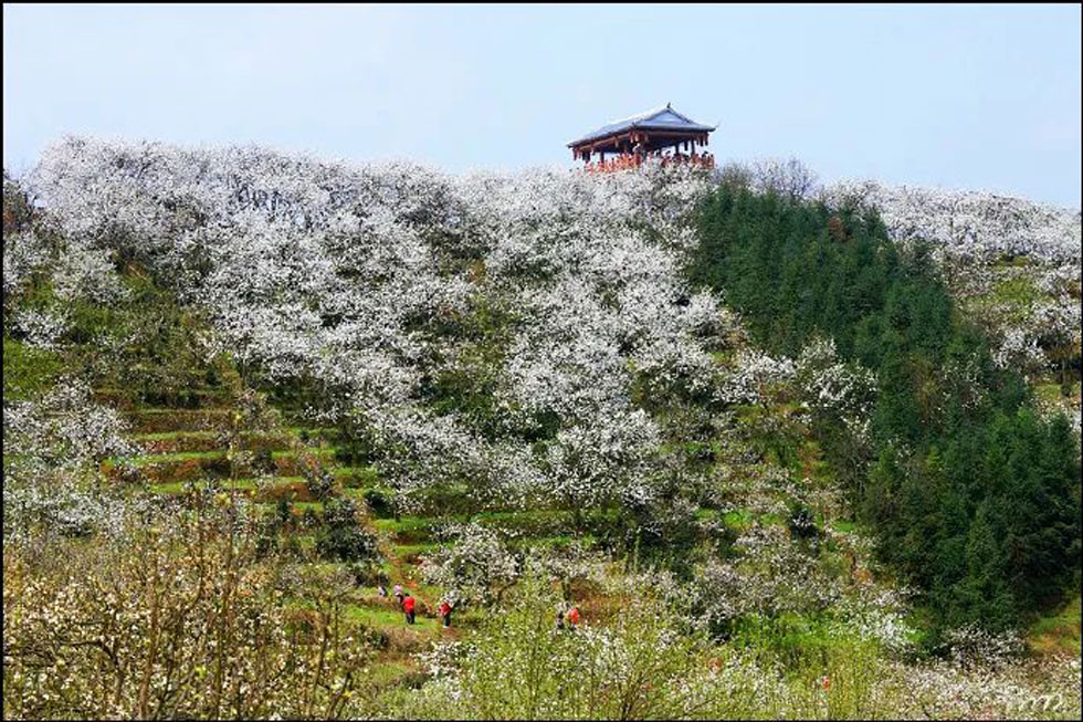 【春天，广西桂林灌阳县向您发出邀请！】我们在灌阳看梨花 - 游山玩水 - 西安生活社区 - 西安28生活网 xa.28life.net