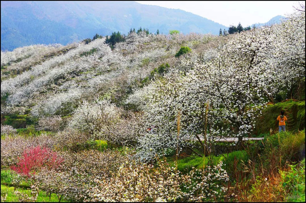 【春天，广西桂林灌阳县向您发出邀请！】我们在灌阳看梨花 - 游山玩水 - 西安生活社区 - 西安28生活网 xa.28life.net