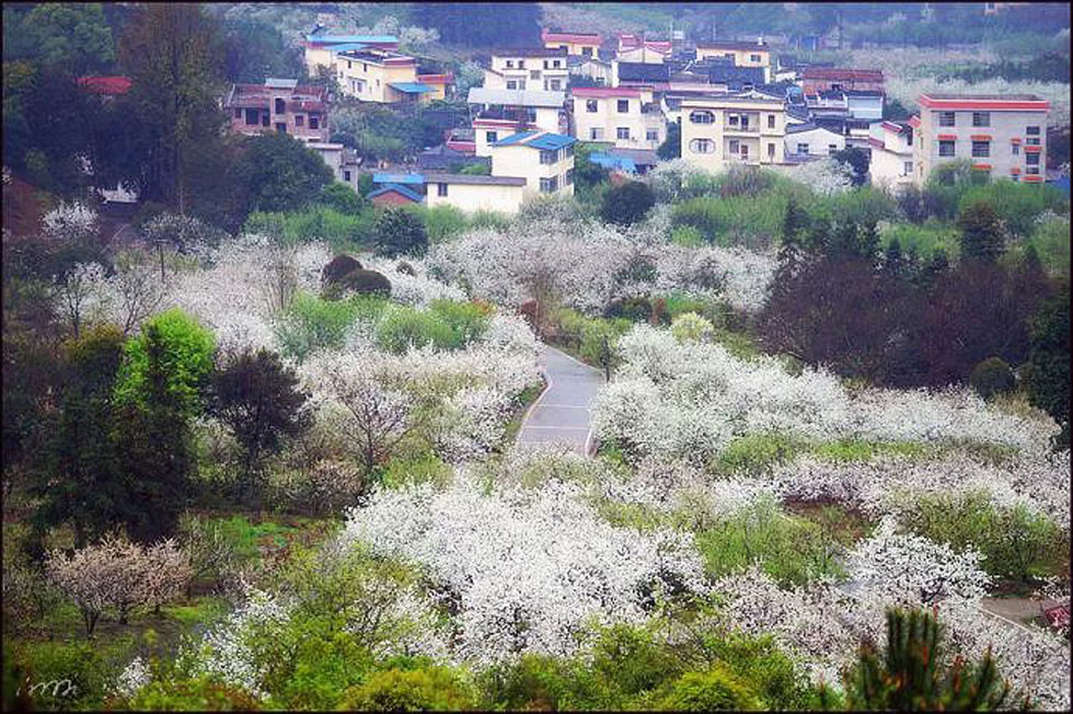 【春天，广西桂林灌阳县向您发出邀请！】我们在灌阳看梨花 - 游山玩水 - 西安生活社区 - 西安28生活网 xa.28life.net