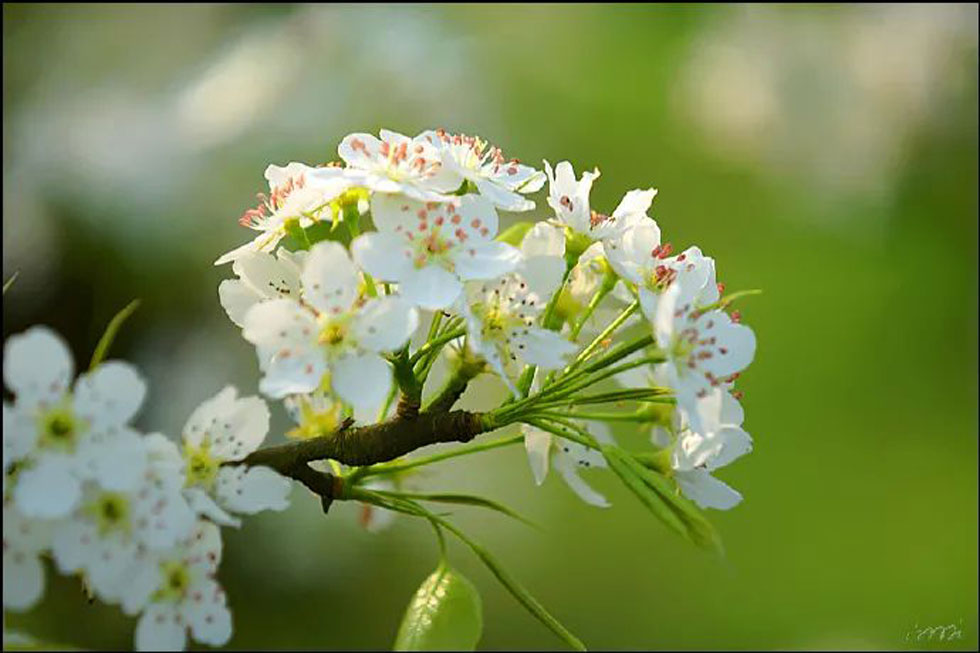 【春天，广西桂林灌阳县向您发出邀请！】我们在灌阳看梨花 - 游山玩水 - 西安生活社区 - 西安28生活网 xa.28life.net