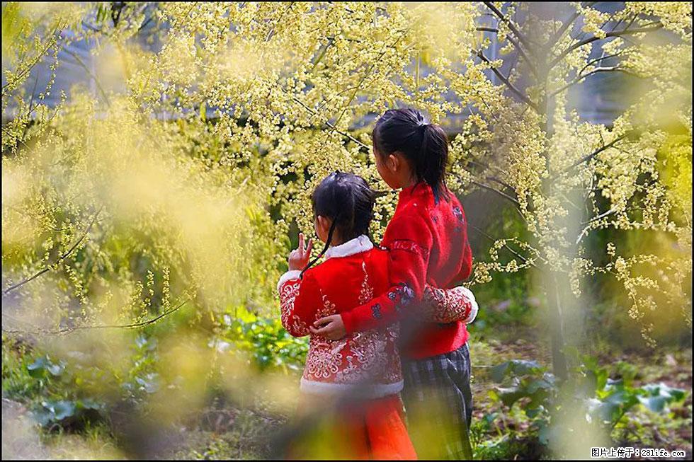 【春天，广西桂林灌阳县向您发出邀请！】米珠山前有片山苍子花在飘香 - 游山玩水 - 西安生活社区 - 西安28生活网 xa.28life.net