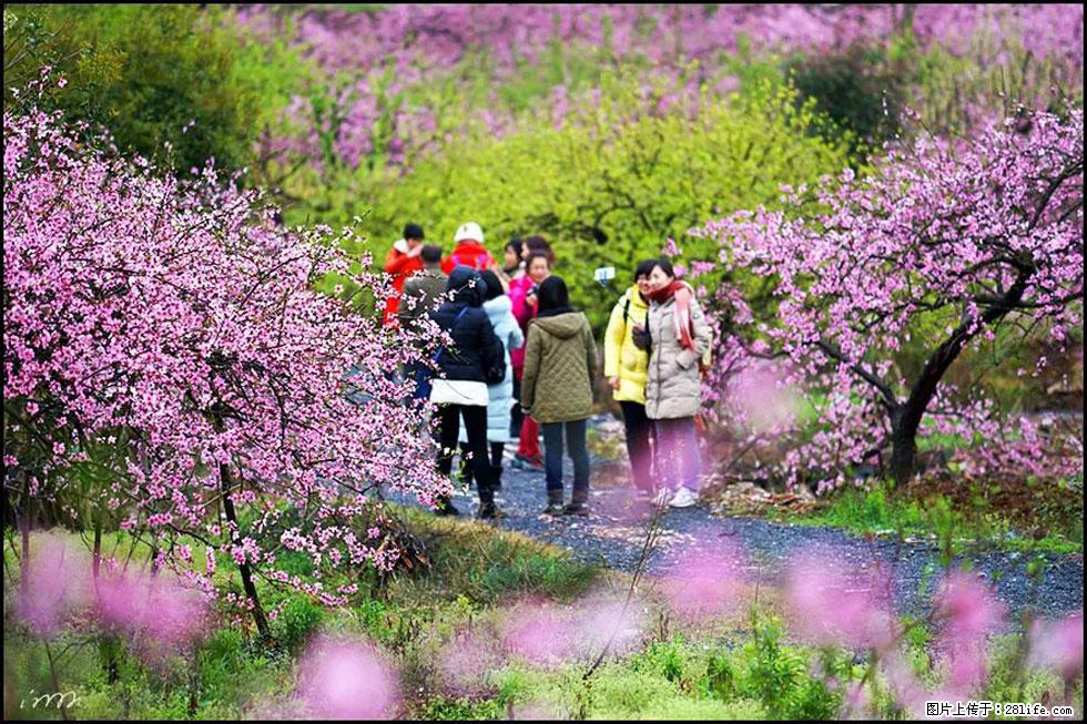 【春天，广西桂林灌阳县向您发出邀请！】官庄村有个醉美的桃花园 - 游山玩水 - 西安生活社区 - 西安28生活网 xa.28life.net