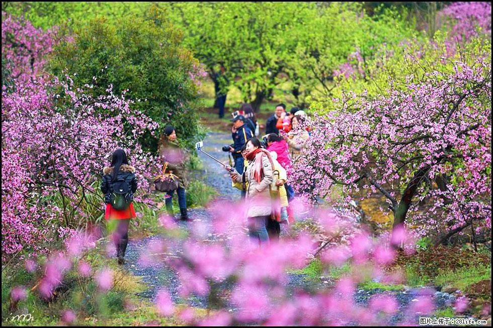 【春天，广西桂林灌阳县向您发出邀请！】官庄村有个醉美的桃花园 - 游山玩水 - 西安生活社区 - 西安28生活网 xa.28life.net