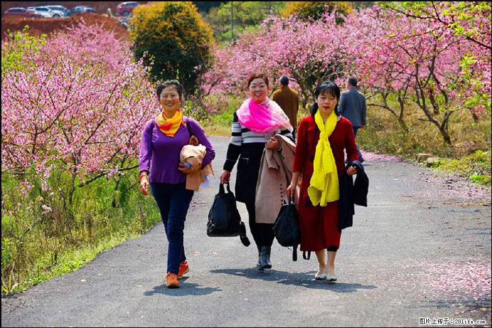 【春天，广西桂林灌阳县向您发出邀请！】官庄村有个醉美的桃花园 - 游山玩水 - 西安生活社区 - 西安28生活网 xa.28life.net