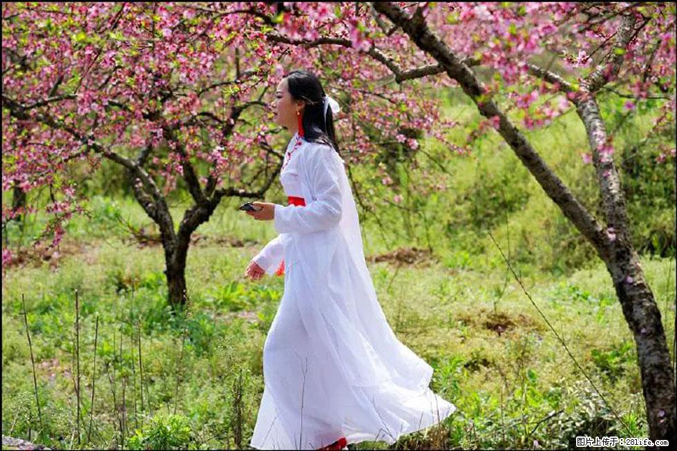 【春天，广西桂林灌阳县向您发出邀请！】官庄村有个醉美的桃花园 - 游山玩水 - 西安生活社区 - 西安28生活网 xa.28life.net