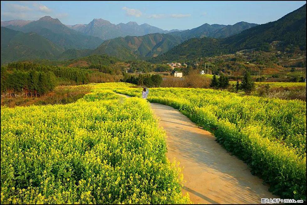 【春天，广西桂林灌阳县向您发出邀请！】长坪村油菜盛情花开 - 游山玩水 - 西安生活社区 - 西安28生活网 xa.28life.net