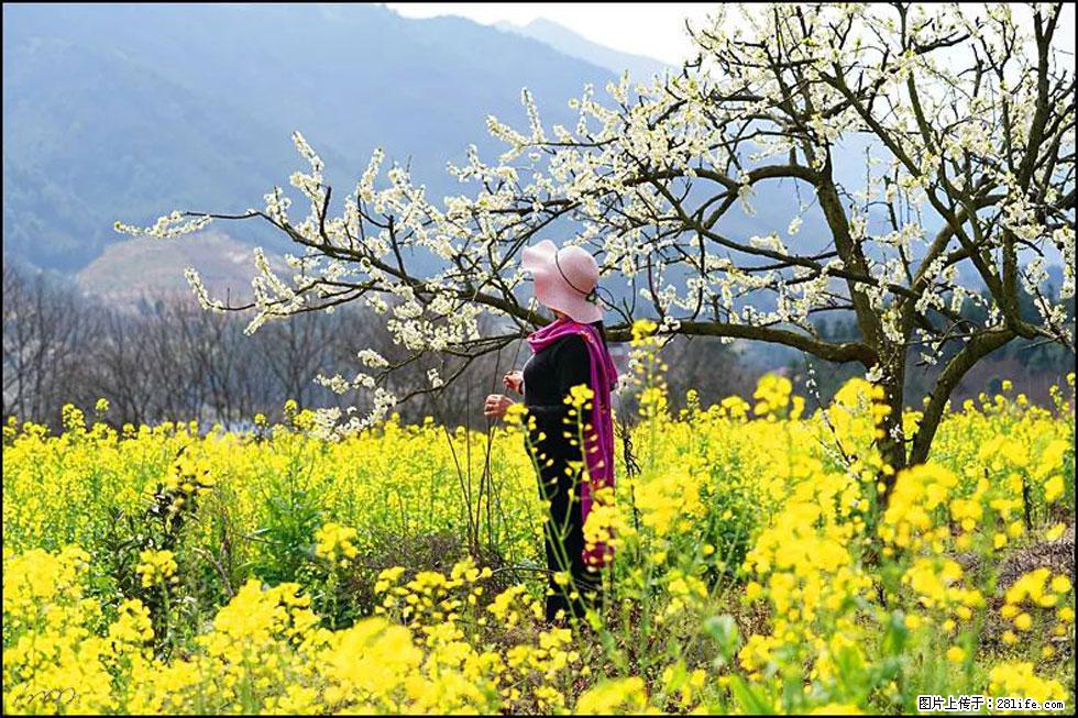 【春天，广西桂林灌阳县向您发出邀请！】长坪村油菜盛情花开 - 游山玩水 - 西安生活社区 - 西安28生活网 xa.28life.net