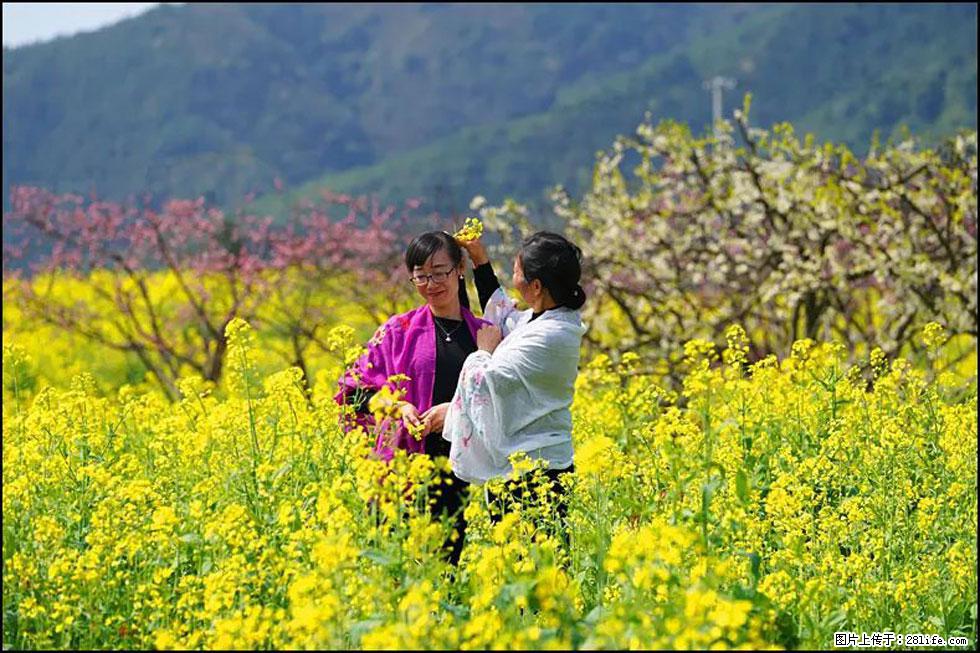 【春天，广西桂林灌阳县向您发出邀请！】长坪村油菜盛情花开 - 游山玩水 - 西安生活社区 - 西安28生活网 xa.28life.net