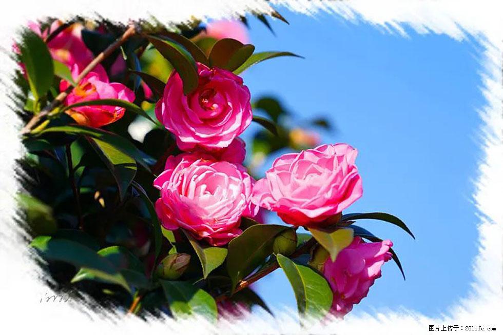 【春天,广西桂林灌阳县向您发出邀请!】杨柳井茶花惹人爱 - 游山玩水 - 西安生活社区 - 西安28生活网 xa.28life.net