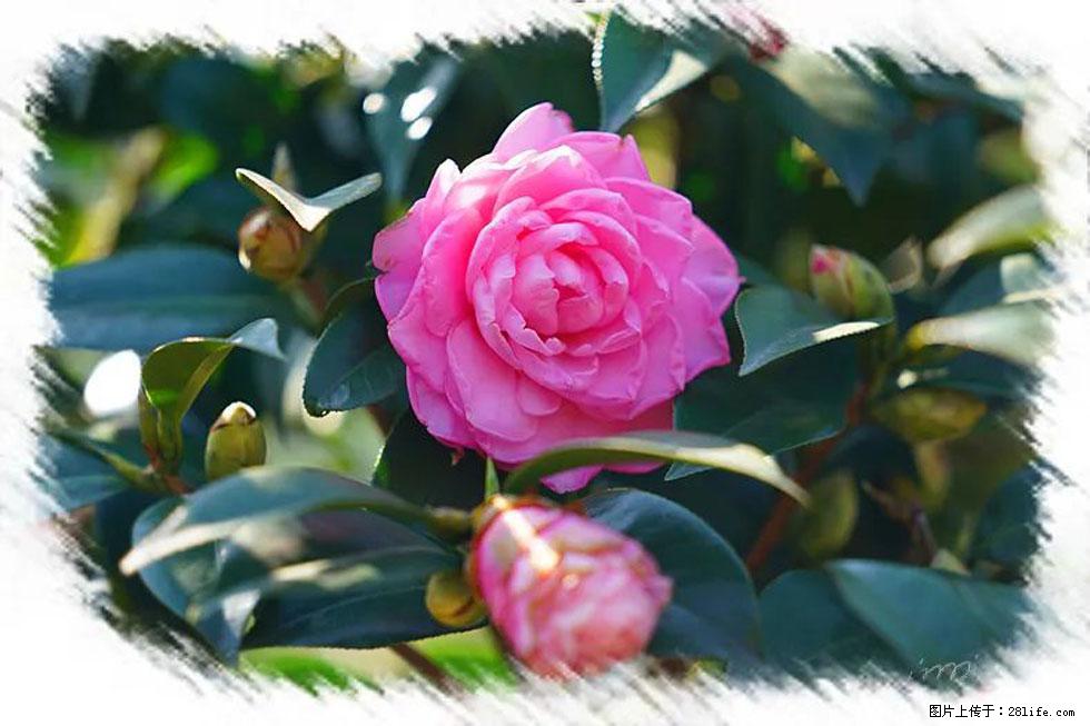 【春天,广西桂林灌阳县向您发出邀请!】杨柳井茶花惹人爱 - 游山玩水 - 西安生活社区 - 西安28生活网 xa.28life.net