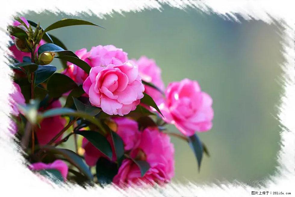 【春天,广西桂林灌阳县向您发出邀请!】杨柳井茶花惹人爱 - 游山玩水 - 西安生活社区 - 西安28生活网 xa.28life.net