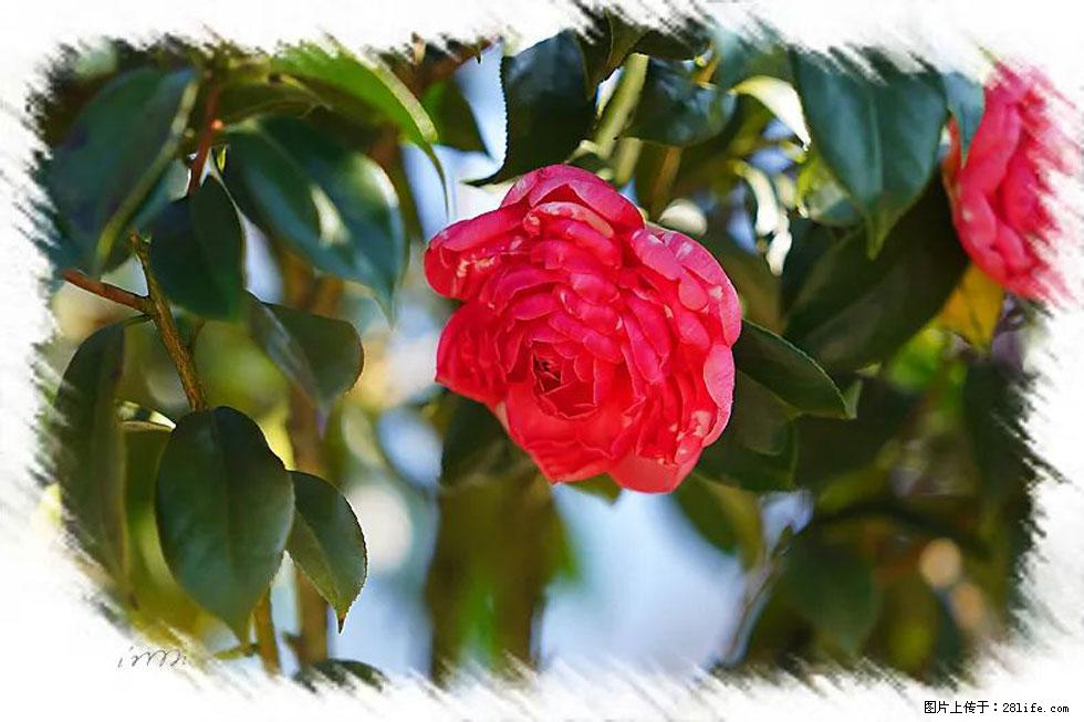 【春天,广西桂林灌阳县向您发出邀请!】杨柳井茶花惹人爱 - 游山玩水 - 西安生活社区 - 西安28生活网 xa.28life.net