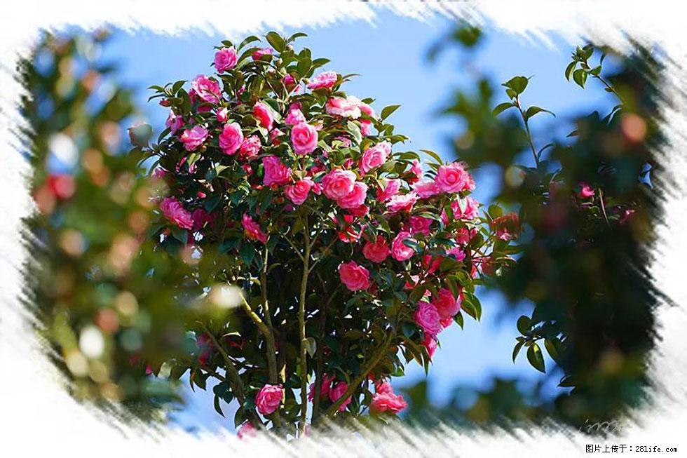 【春天,广西桂林灌阳县向您发出邀请!】杨柳井茶花惹人爱 - 游山玩水 - 西安生活社区 - 西安28生活网 xa.28life.net