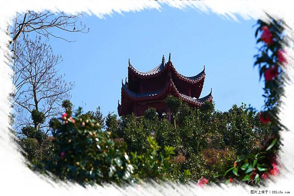 【春天,广西桂林灌阳县向您发出邀请!】杨柳井茶花惹人爱 - 游山玩水 - 西安生活社区 - 西安28生活网 xa.28life.net