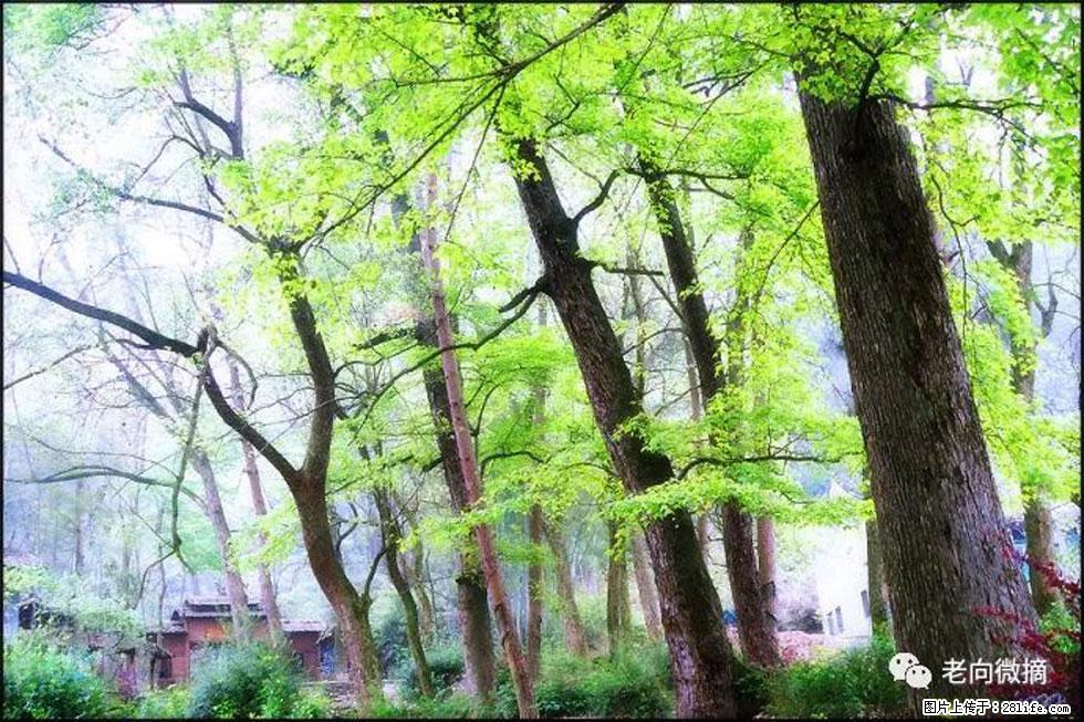 【春天，广西桂林灌阳县向您发出邀请！】在小龙村与春天约会 - 游山玩水 - 西安生活社区 - 西安28生活网 xa.28life.net