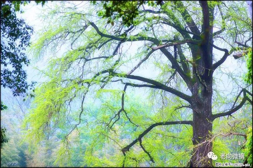 【春天，广西桂林灌阳县向您发出邀请！】在小龙村与春天约会 - 游山玩水 - 西安生活社区 - 西安28生活网 xa.28life.net