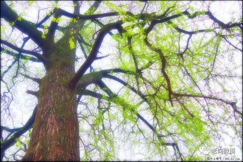 【春天，广西桂林灌阳县向您发出邀请！】在小龙村与春天约会 - 游山玩水 - 西安生活社区 - 西安28生活网 xa.28life.net