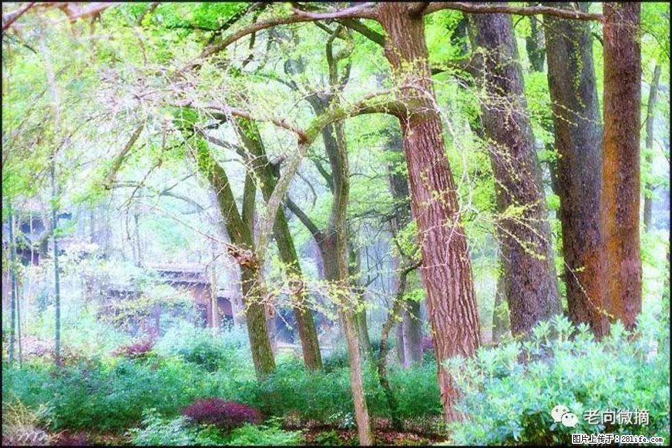 【春天，广西桂林灌阳县向您发出邀请！】在小龙村与春天约会 - 游山玩水 - 西安生活社区 - 西安28生活网 xa.28life.net