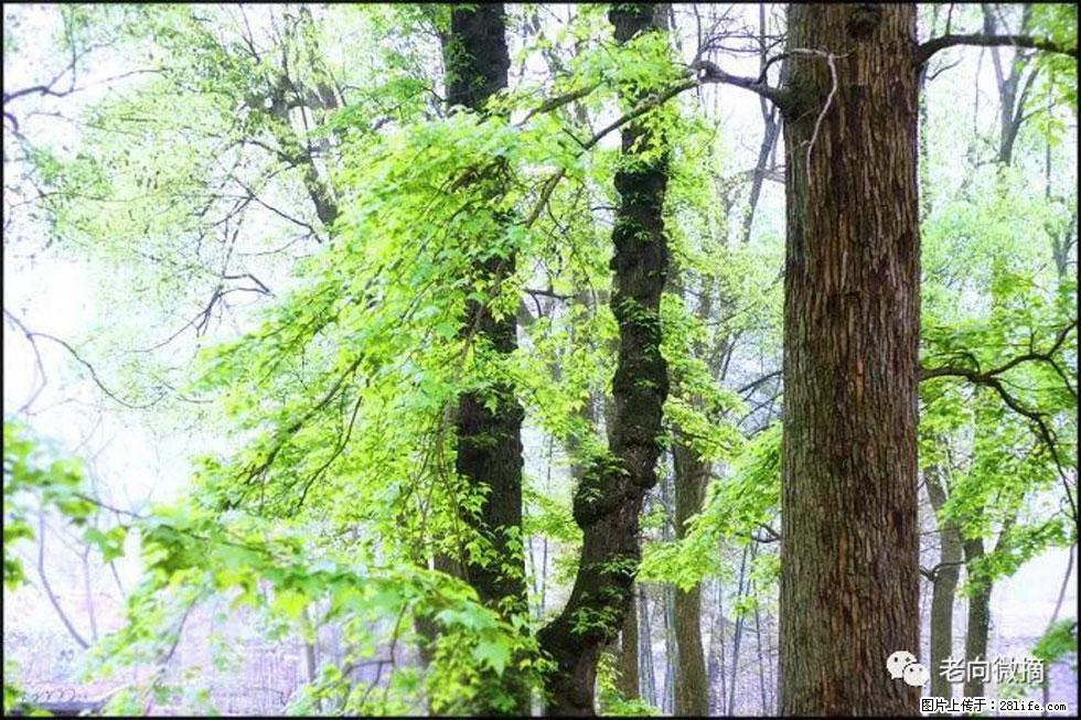 【春天，广西桂林灌阳县向您发出邀请！】在小龙村与春天约会 - 游山玩水 - 西安生活社区 - 西安28生活网 xa.28life.net