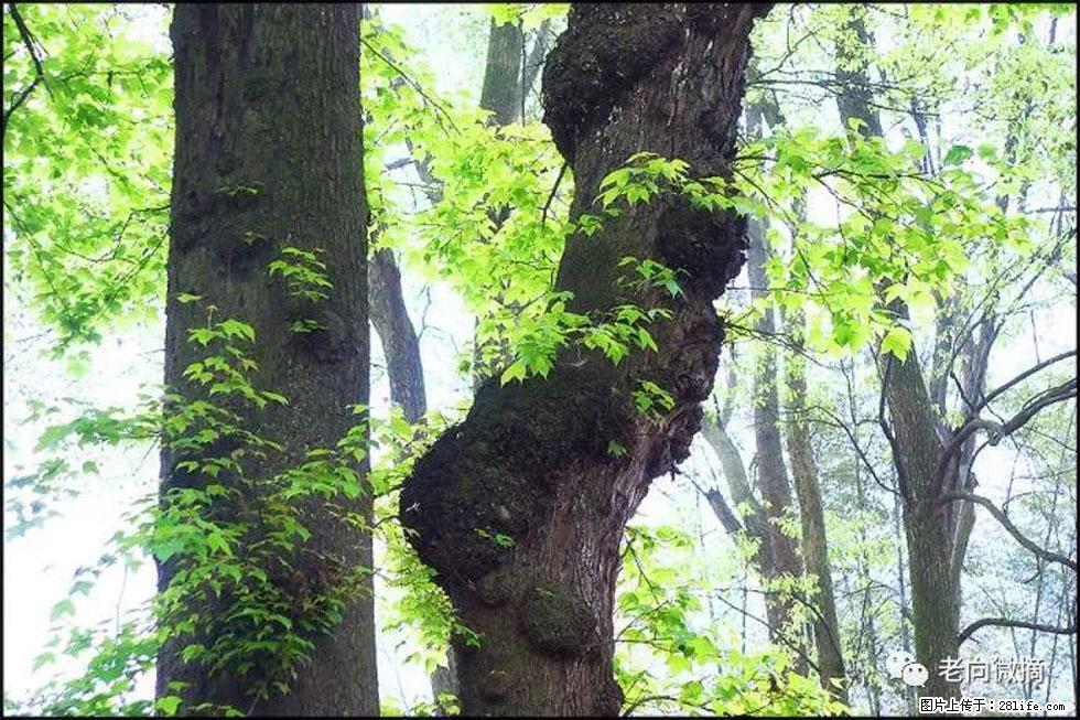 【春天，广西桂林灌阳县向您发出邀请！】在小龙村与春天约会 - 游山玩水 - 西安生活社区 - 西安28生活网 xa.28life.net