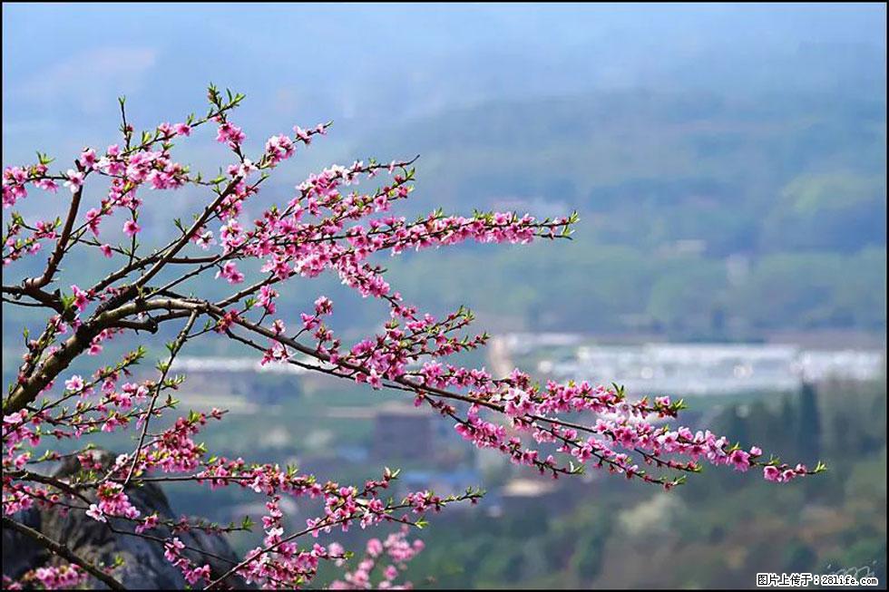 【春天,广西桂林灌阳县向您发出邀请!】望月岭上桃花开 - 游山玩水 - 西安生活社区 - 西安28生活网 xa.28life.net