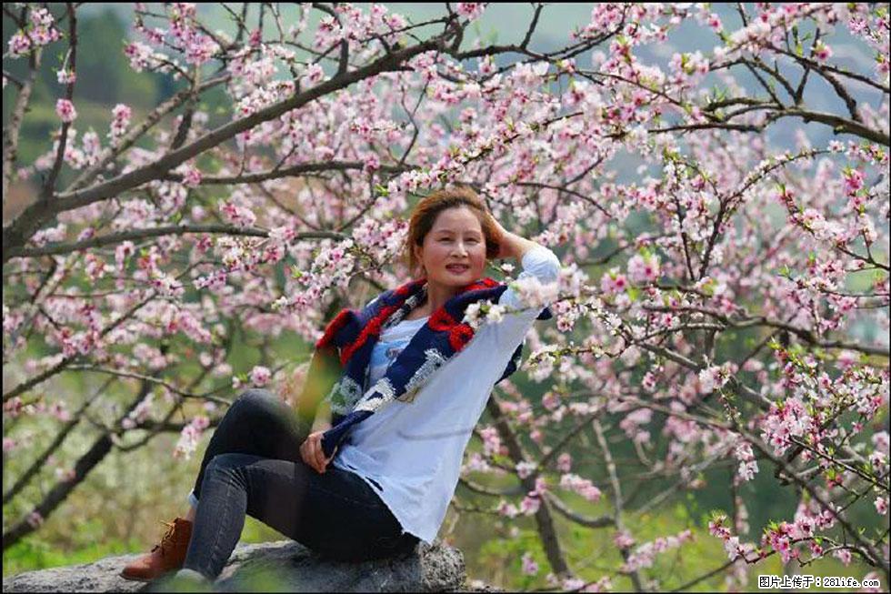 【春天,广西桂林灌阳县向您发出邀请!】望月岭上桃花开 - 游山玩水 - 西安生活社区 - 西安28生活网 xa.28life.net