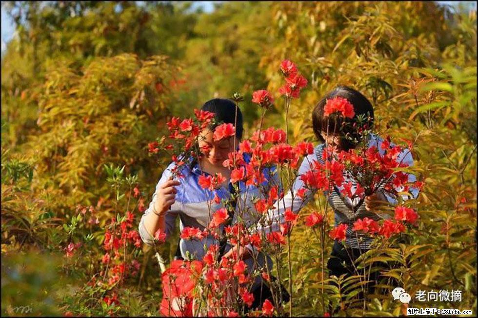 【春天，广西桂林灌阳县向您发出邀请！】登麒麟山，相约映山红 - 游山玩水 - 西安生活社区 - 西安28生活网 xa.28life.net