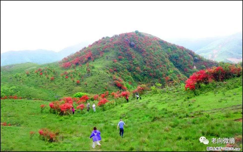 【春天，广西桂林灌阳县向您发出邀请！】宝盖山上映山红 - 游山玩水 - 西安生活社区 - 西安28生活网 xa.28life.net