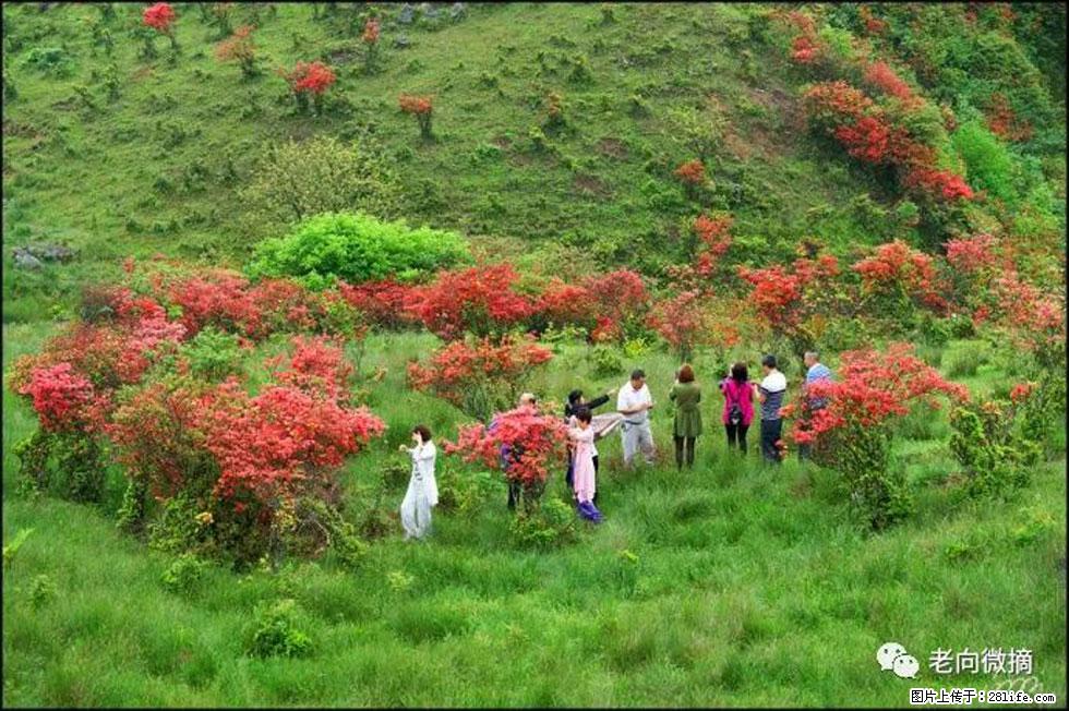 【春天，广西桂林灌阳县向您发出邀请！】宝盖山上映山红 - 游山玩水 - 西安生活社区 - 西安28生活网 xa.28life.net