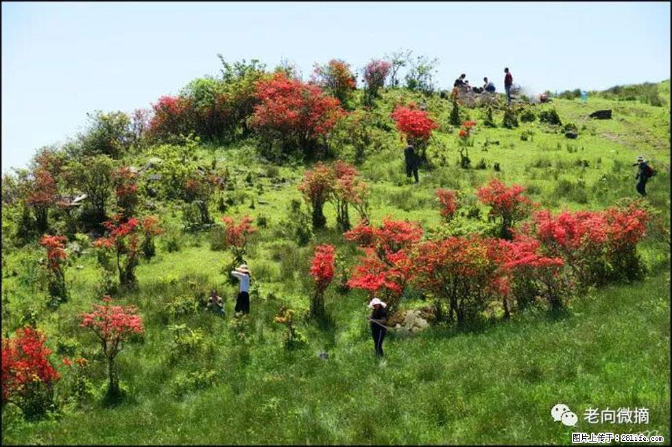 【春天，广西桂林灌阳县向您发出邀请！】宝盖山上映山红 - 游山玩水 - 西安生活社区 - 西安28生活网 xa.28life.net
