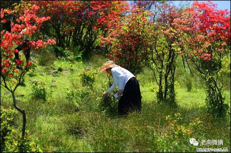 【春天，广西桂林灌阳县向您发出邀请！】宝盖山上映山红 - 游山玩水 - 西安生活社区 - 西安28生活网 xa.28life.net