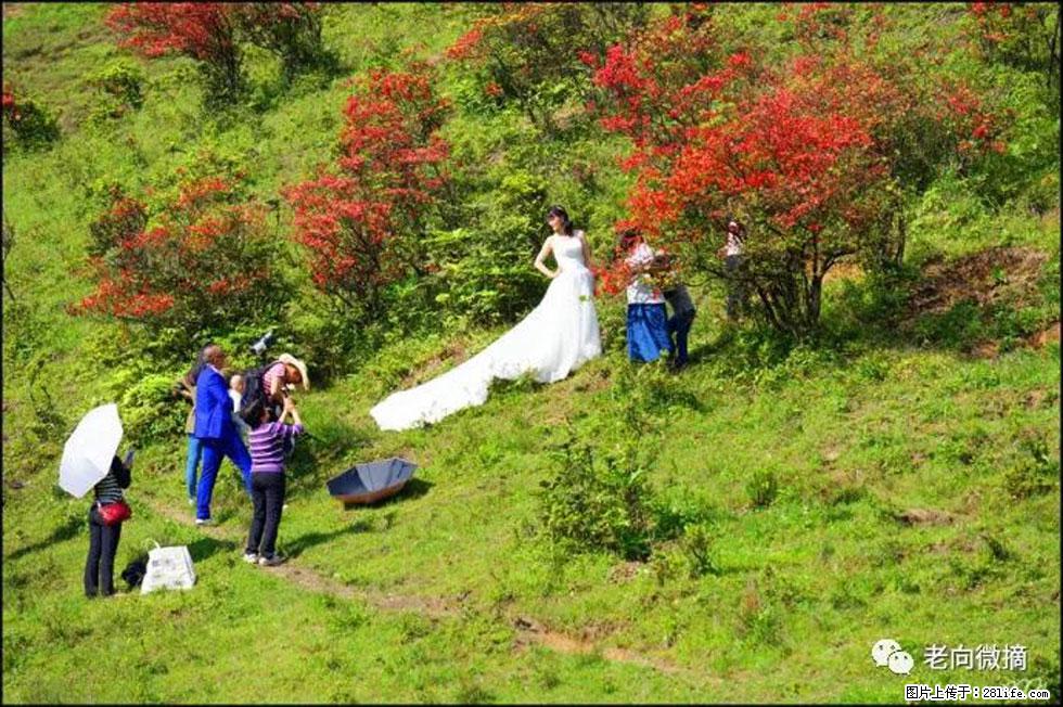 【春天，广西桂林灌阳县向您发出邀请！】宝盖山上映山红 - 游山玩水 - 西安生活社区 - 西安28生活网 xa.28life.net