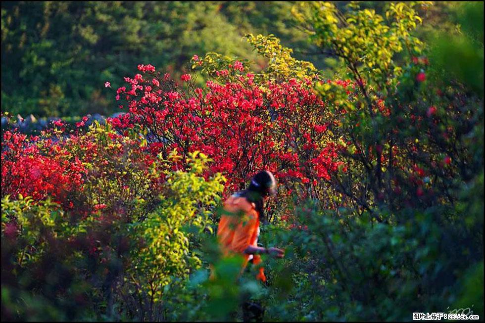 【春天，广西桂林灌阳县向您发出邀请！】春木界上映山红 - 游山玩水 - 西安生活社区 - 西安28生活网 xa.28life.net