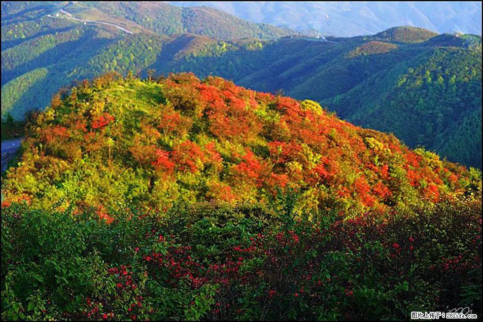 【春天，广西桂林灌阳县向您发出邀请！】春木界上映山红 - 游山玩水 - 西安生活社区 - 西安28生活网 xa.28life.net