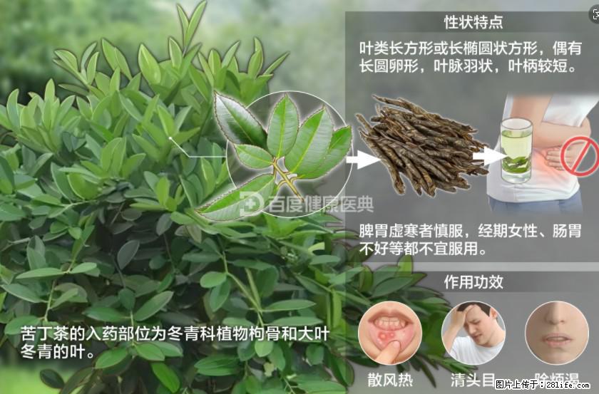 苦丁茶有哪些功效和作用 - 生活百科 - 西安生活社区 - 西安28生活网 xa.28life.net