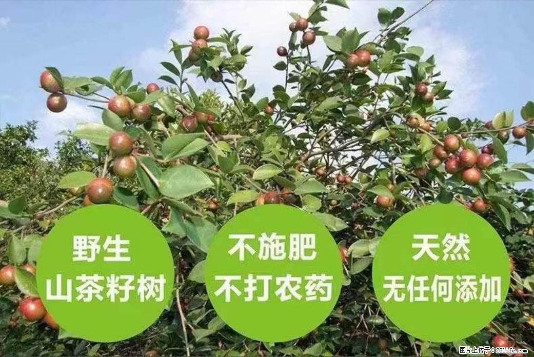 【灌阳县油茶产业示范区】一个有着充实的精神生活的人，对待身外之物自会有一种淡泊的态度 - 美食天地 - 西安生活社区 - 西安28生活网 xa.28life.net