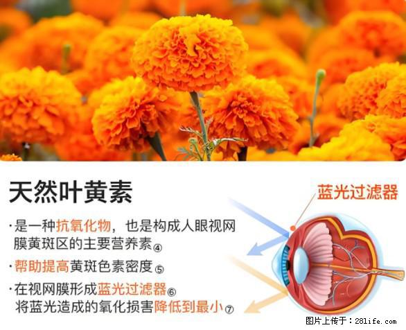 叶黄素有什么功效和作用 - 生活百科 - 西安生活社区 - 西安28生活网 xa.28life.net