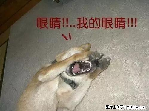 笑癫了！一女的怀孕三年未生，他终于忍不住了... - 娱乐八卦 - 西安生活社区 - 西安28生活网 xa.28life.net