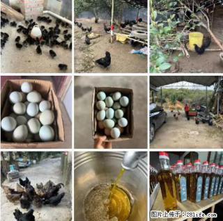 油茶园从小鸡仔开始养起的纯土鸡、土鸡蛋可以预定啦！还有前几天刚榨的纯山茶油哦 - 西安28生活网 xa.28life.net