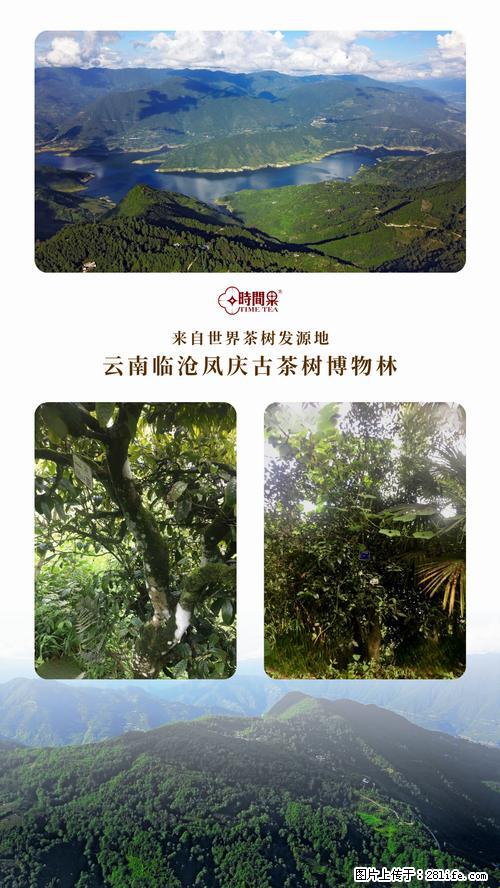时间果百年古树2025年春红茶 - 购物交流 - 西安生活社区 - 西安28生活网 xa.28life.net