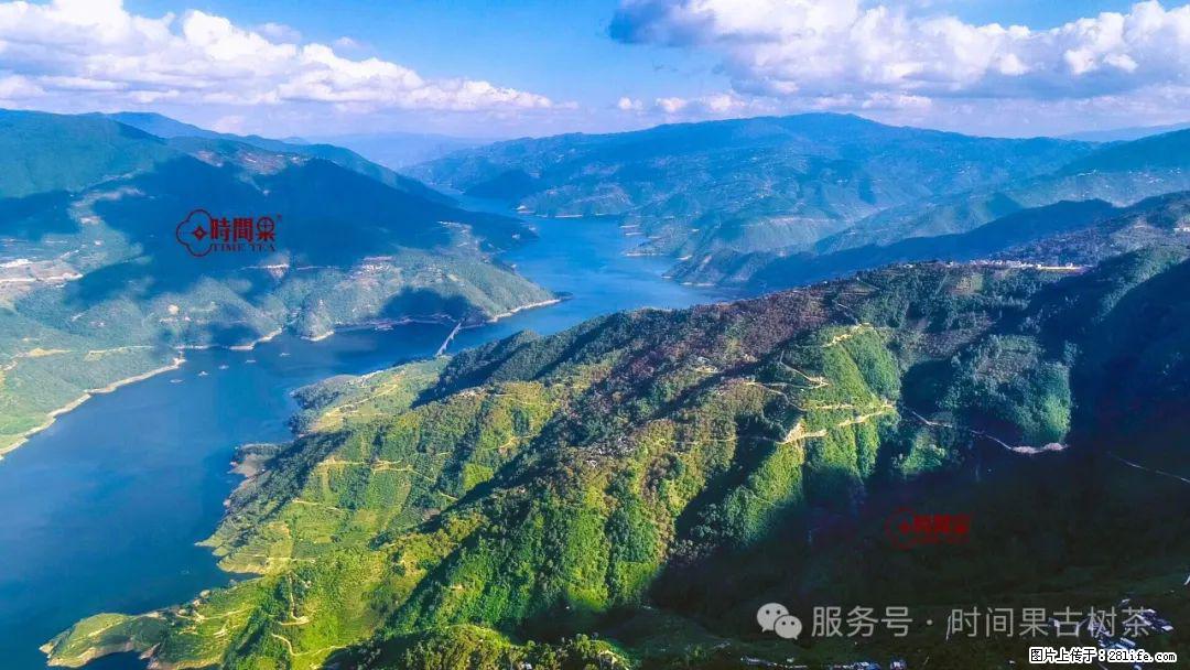 时间果百年古树龙珠普洱生茶 - 购物交流 - 西安生活社区 - 西安28生活网 xa.28life.net