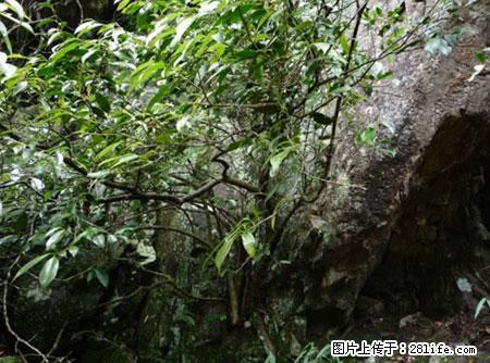 平乐石崖茶，珍贵仅次于金花茶 - 西安生活资讯 - 西安28生活网 xa.28life.net