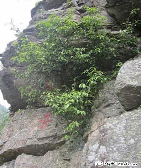 平乐石崖茶，珍贵仅次于金花茶 - 西安生活资讯 - 西安28生活网 xa.28life.net