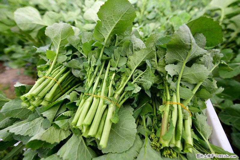 这些蔬菜是“天然钙片”，这6种被医生重点推荐 - 西安生活资讯 - 西安28生活网 xa.28life.net
